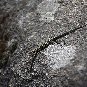 Lizard ID? - (El Escorial, Spain)