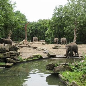 Asian Elephant Exhibit