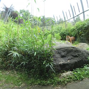 Sumatran Tiger Exhibit