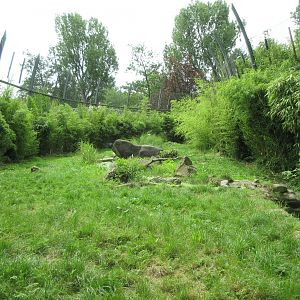Sumatran Tiger Exhibit