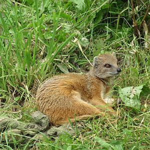 Yellow Mongoose