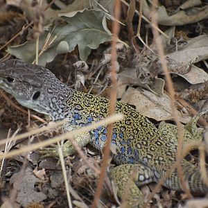 (Occelated?) Lizard ID' - (El Escorial, Spain)