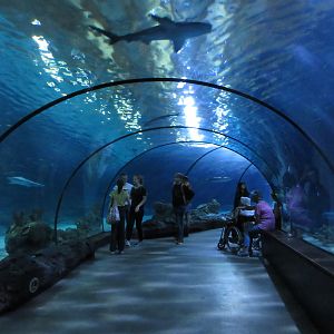 Walk-through Shark Tunnel