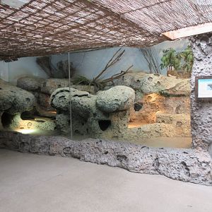 Rhinoceros Iguana Exhibit