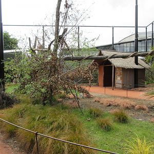 Walk-through Ring-tailed Lemur Exhibit