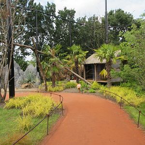 Walk-through Ring-tailed Lemur Exhibit