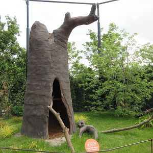 Walk-through Ring-tailed Lemur Exhibit