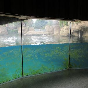 California Sea Lion Exhibit (with dirty windows)