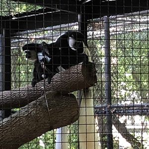 Colobus Monkeys (Outside!)