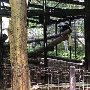 Colobus Monkeys & Outdoor Exhibit
