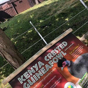 Kenya Crested Guinea Fowl with Sign
