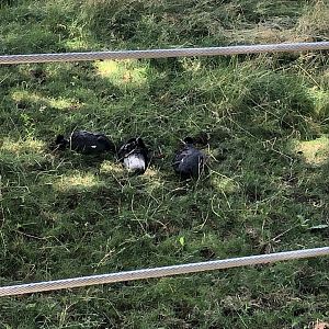 Kenya Crested Guineafowl