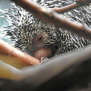 Prehensile Tailed Porcupine
