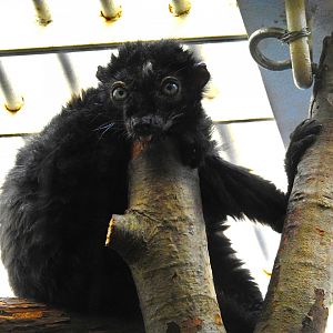 Blue Eyed Black Lemur