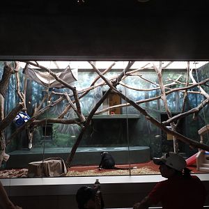 Red Capped Mangabey Enclosure