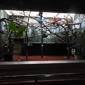 Blue Eyed Black Lemur Enclosure