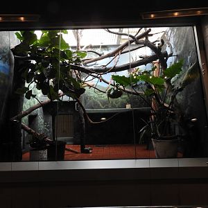 Geoffroy's Tamarin Enclosure