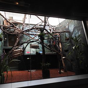 Geoffroy's Marmoset and Prehensile Tailed Porcupine Enclosure