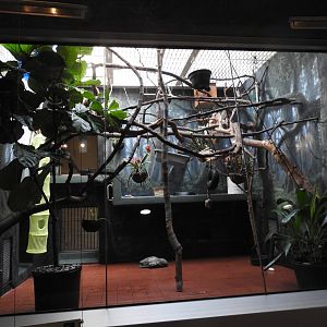 Hoffmann's Two Toed Sloth Enclosure