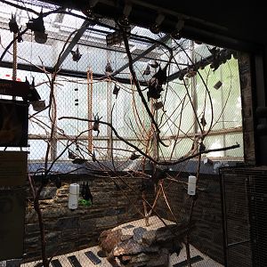 Rodrigues Flying Fox Enclosure