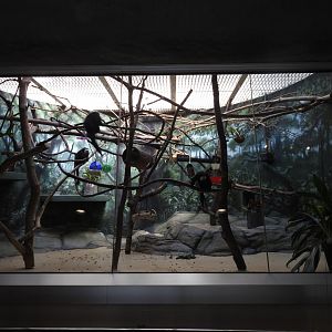 White Faced Saki Monkey Enclosure