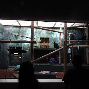 1 of 2 of Francois Langur Enclosure