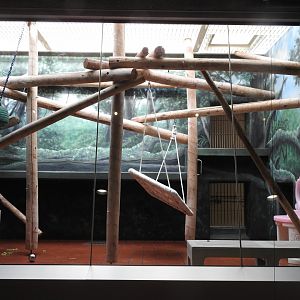 1 of 2 Francois Langur Enclousures