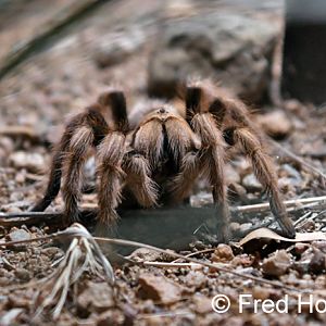 desert blonde tarantula (wild on grounds)