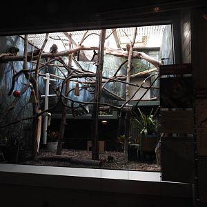 Bolivian Grey Titi Monkey and Giant Elephant Shrew Enclosure