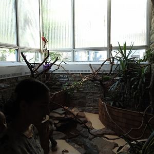 Eclectus Parrot Enclosure