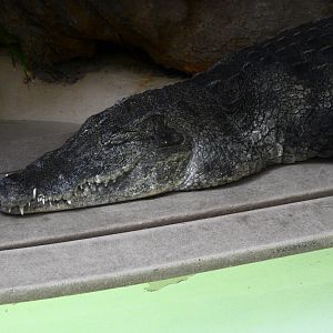 West African Crocodile