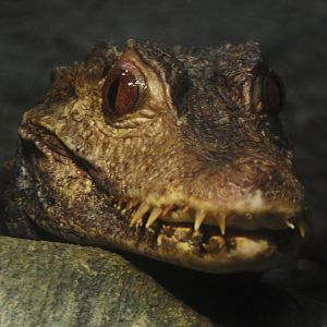 Dwarf Caiman