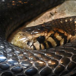 Forest Cobra