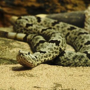 Paramint Rattlesnake