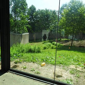 Western Lowland Gorilla Exhibit