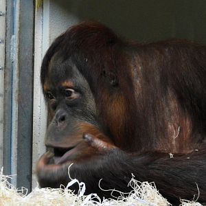Sumatran Orangutan