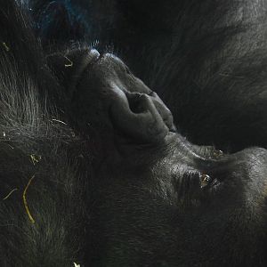 Western Lowland Gorilla