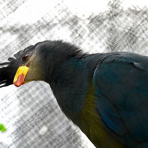 Great Blue Turaco
