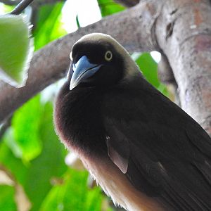 Raggiana Bird of Paradise