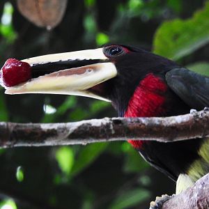 Ivory Billed Aracari