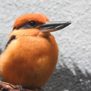 Guam Kingfisher
