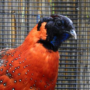 Satyr Tragopan