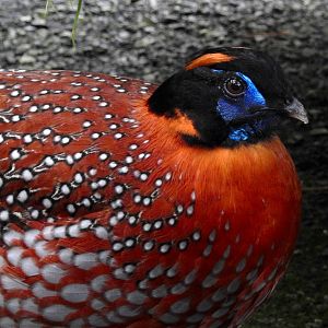 Temmnick's Tragopan