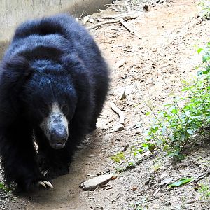Sloth Bear