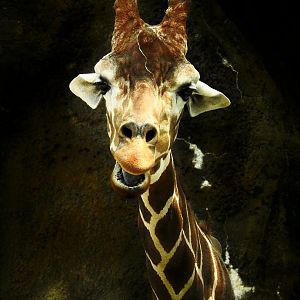 "Reticulated Giraffe"