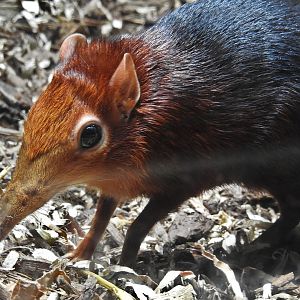 Black and Rufous Elephant Shrew