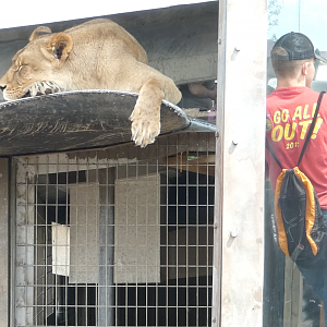 May. 2019 - Heart of Africa - Lioness on a Plane
