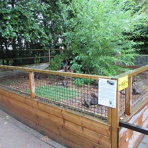 Striped Skunk Exhibit