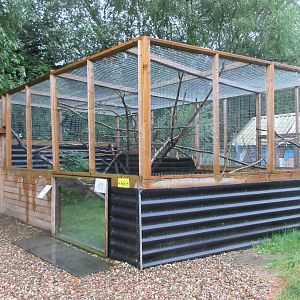 Asian Palm Civet Exhibit