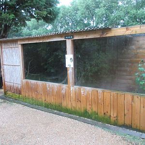 Yellow Mongoose Exhibit